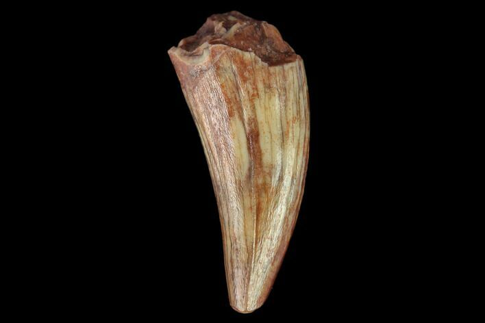 Fossil Phytosaur Tooth - New Mexico #133357